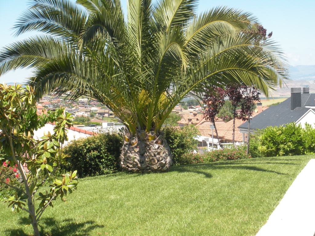 Jardín con palmera, césped natural y setos con vistas a Guadalajara